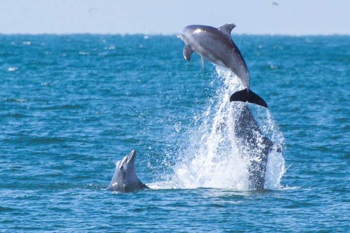 Dolphin Watching Yacht Tour – 2 Hours